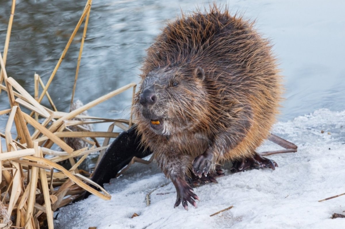 8cc634ddd5a42ef4361958d4388ac8b0