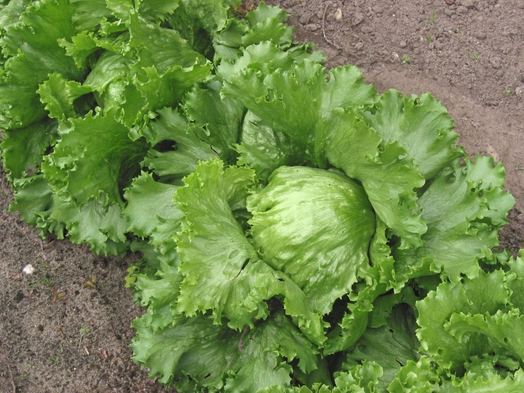 Iceberg lettuce
