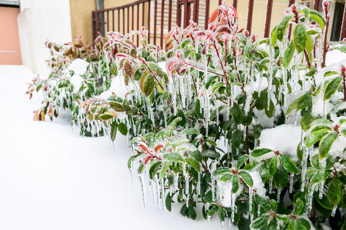 iz za chego umirayut dekorativnye rasteniya zimoj 5 oshibok pri ukrytii 0