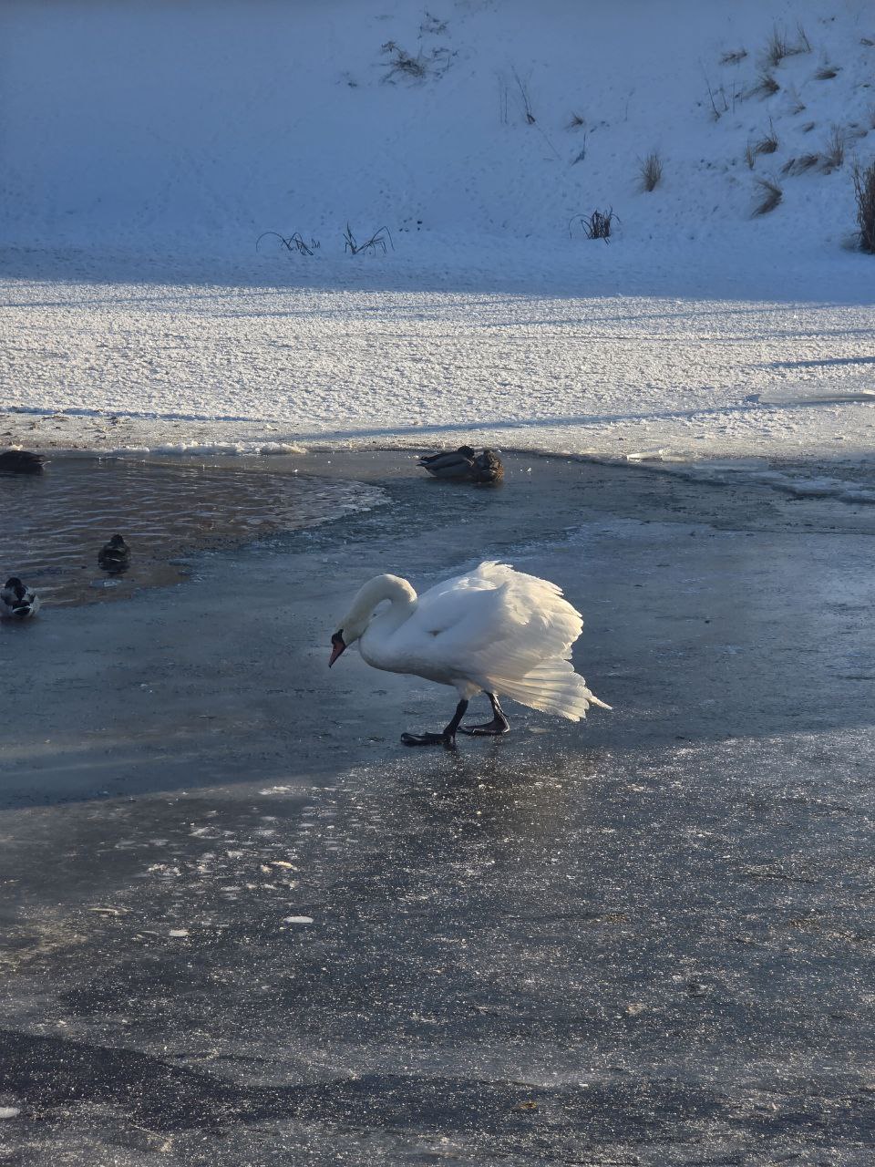 photo 2026 02 04 08 58 37