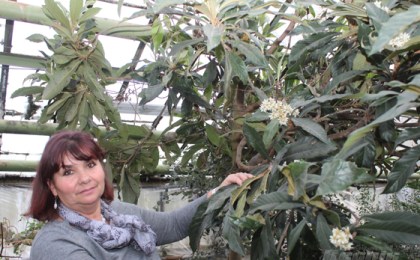 В Кобринским районном эколого-биологическом центре мушмула японская не только цветёт а ещё и плодоносит