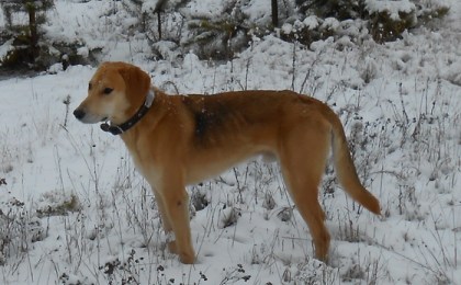 Пропала собака в районе д.д. Болота, Хабовичи Кобринского района. 
