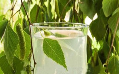 Как правильно заготовить березовый сок?..