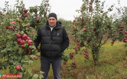 Батчинский «яблочный рай» ежегодно даёт урожай до тысячи тонн яблок