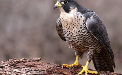 В Кобрине был обнаружен сапсан