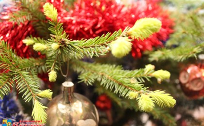 В доме кобринчанки Лидии Свитич «зацвела» ель