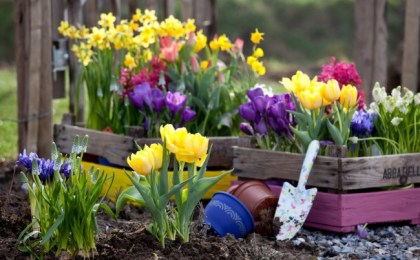 Запрещённый сбор первоцветов