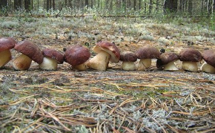 Сельскохозяйственный комплекс по выращиванию грибниц построят под Кобрином