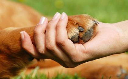 ПОМОЖЕМ БЕЗДОМНЫМ ЖИВОТНЫМ ВМЕСТЕ!