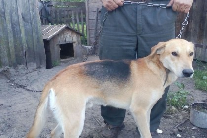 В лесном массиве на охоте в районе д. Хабовичи пропала собака