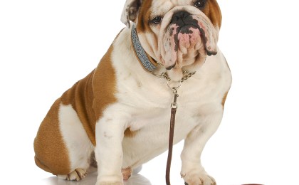 Содержим животных правильно!