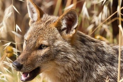 Официальный список зверей Беларуси пополнился новым видом
