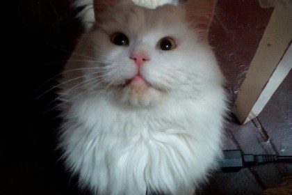 Шчасце побач