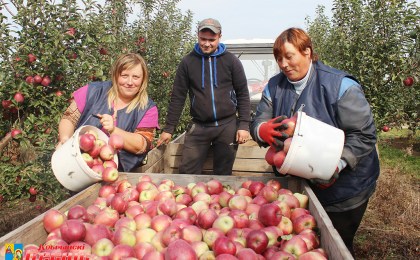 Салодкі смак батчынскіх яблыкаў
