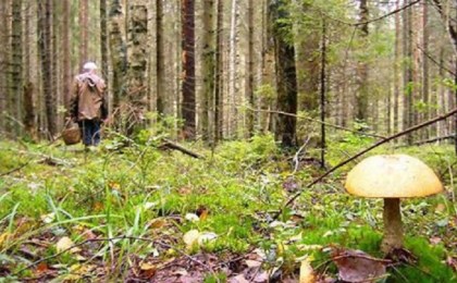 Пограничники помогли найти заблудившегося грибника