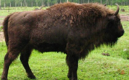 Кобринские инспекторы задержали браконьеров, убивших зубра