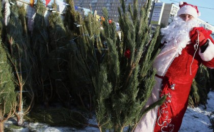 Идём за ёлкой