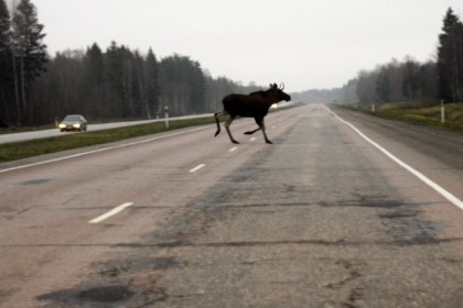 Осторожно – животные на дорогах!