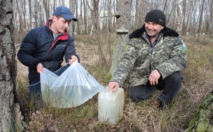 Кобринский опытный лесхоз начал отгрузку сока на переработку