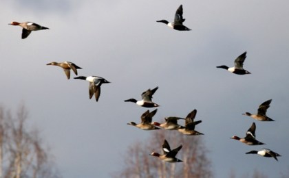 В Беловежской пуще появились первые весенние птицы-мигранты