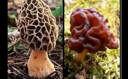 О пищевых отравлениях весенними грибами