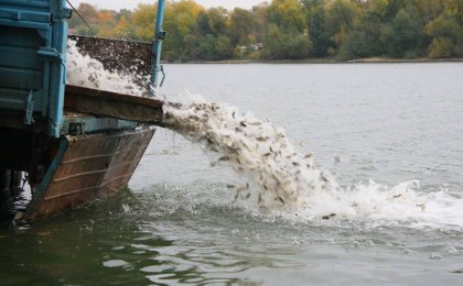 О порядке зарыбления водоемов