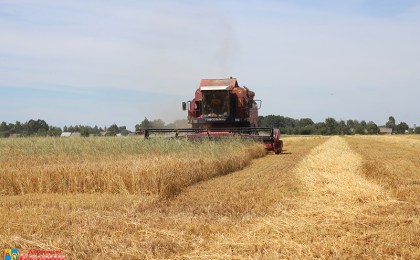 На Кобрыншчыне распачалося жніво