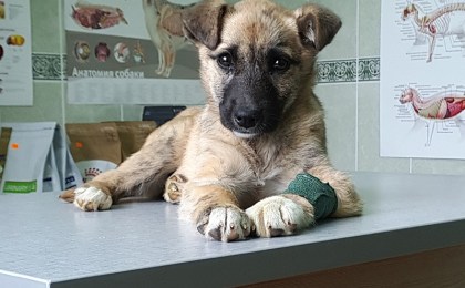 Осторожно! Пироплазмоз