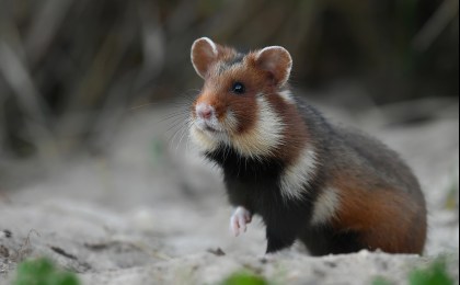 В Беларуси ищут диких хомяков. Сообщите, если увидите