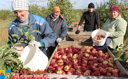 Батчынскія “Чэмпіён” і “Алеся”