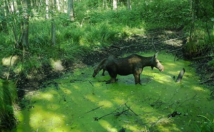 ЗВЕРЮШКИ В ФОТОЛОВУШКЕ