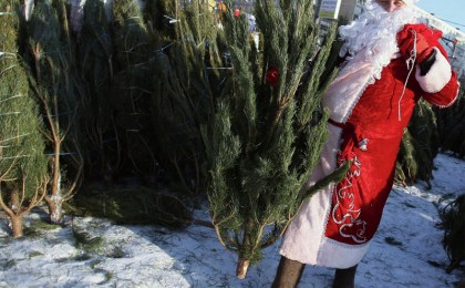Елочные базары в Кобрине начнутся с 16 декабря