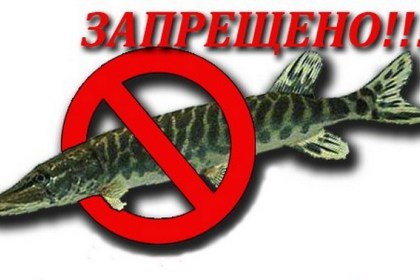 В преддверии нереста