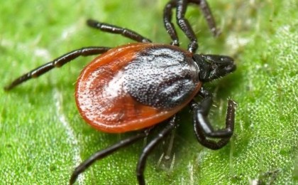 За 3 месяца 2020 года в Брестской области от укусов клещей пострадало 84 человека. Почти в 2 раза больше по сравнению с прошлым годом