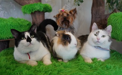 Давай-ка с нами на канал в YouTubе