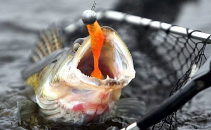 О соблюдении Правил ведения рыболовного хозяйства и рыболовства