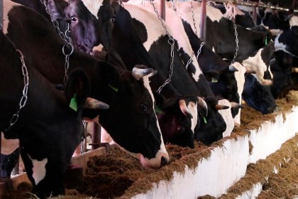 Финансовое оздоровление аграрного сектора области