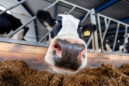 Сверхнормативное выбытие скота в сельхозорганизациях области