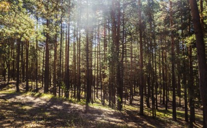 На Кобринщине отменён запрет на посещение лесов