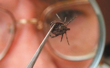 С начала года в Кобринском районе в организации здравоохранения с укусом клеща обратился 31 человек