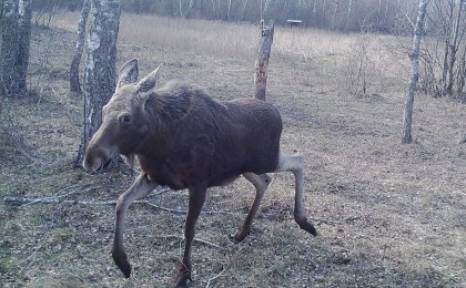 Смотрите, какие красавцы! Лоси и косули попали в кадр фотоловушек Кобринского лесхоза. ФОТО