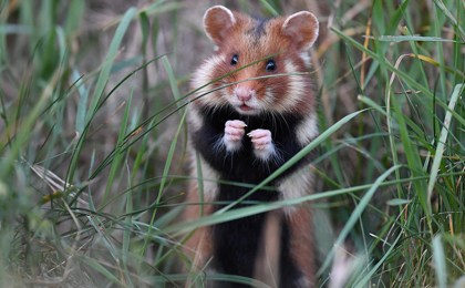 Кобринчанам предлагают поискать редкого хомяка. Первым 10-ти нашедшим выплатят по Br200