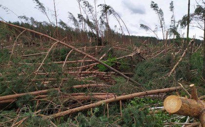 Непогода уничтожила 550 га леса в Брестской области. В числе наиболее пострадавших и Кобринский район