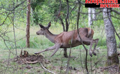Олений «выпускной» в Кобринском районе