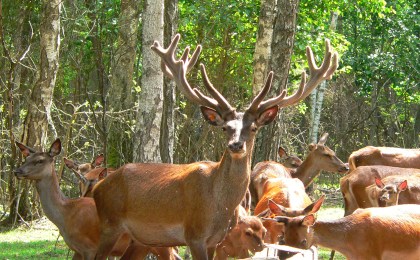 Еще 25 благородных оленей завезут в декабре в лесные угодья Кобринщины