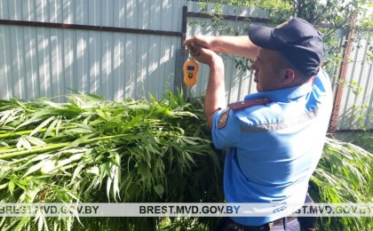 В Кобринском районе уничтожен участок дикорастущей конопли. Почти 53 кг наркозелья