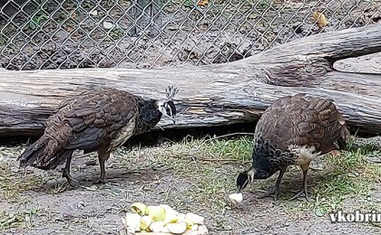 Экзотические «постояльцы» кобринского парка
