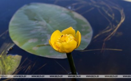 До +28°С ожидается по западу Беларуси 15 августа
