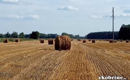 100%: в Кобринском районе уборка завершена