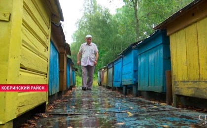 Медведь-сладкоежка завёлся в лесах под Кобрином. Хищник ворует мёд с местных пасек